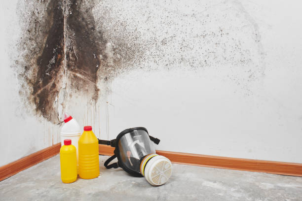 Best Professional Mold Removal  in Freer, TX