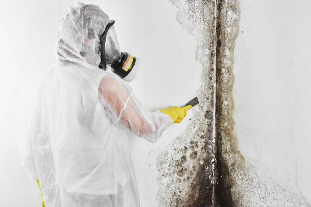 Best Fast Mold Removal  in Freer, TX