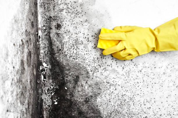Best Office Mold Removal Services  in Freer, TX