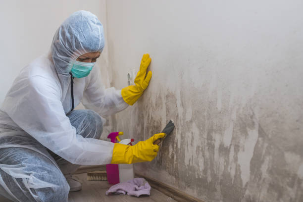 Best Same-Day Mold Removal  in Freer, TX