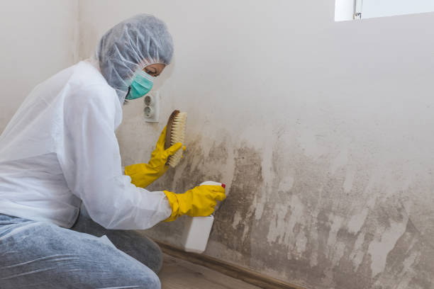 Best Best Mold Removal Companies  in Freer, TX