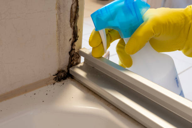 Crawl Space Mold Removal in Freer, TX