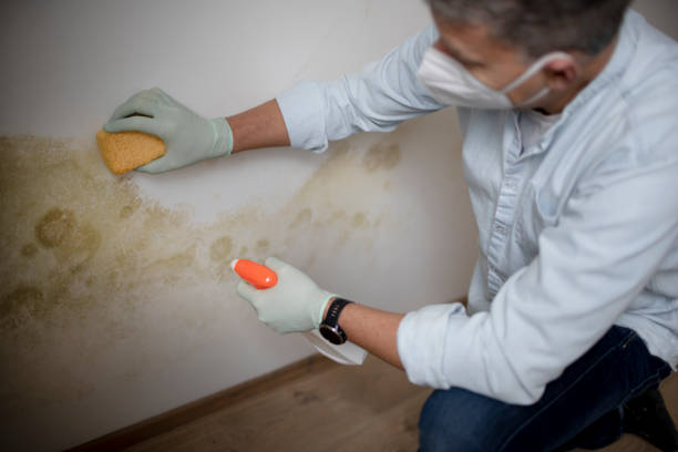 Best Home Mold Removal  in Freer, TX