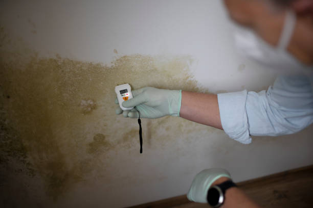 Best Best Mold Removal Companies  in Freer, TX