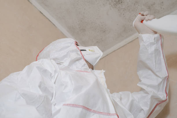 Mold Removal and Inspection in Freer, TX