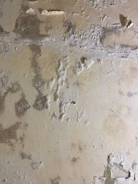 Best Mold Testing  in Freer, TX