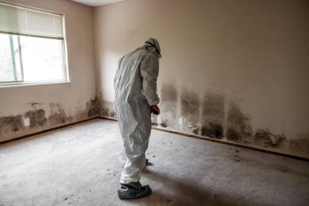 Best Black Mold Removal  in Freer, TX