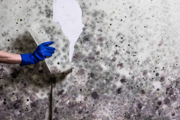 Best Emergency Mold Removal  in Freer, TX