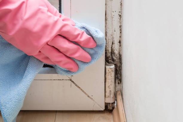 Freer, TX Mold Removal Company