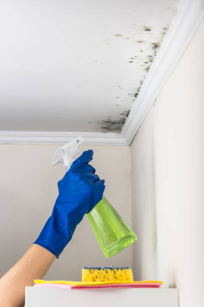 Best Mold Damage Repair  in Freer, TX