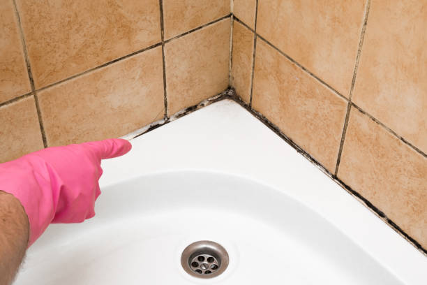 Best Commercial Mold Removal  in Freer, TX