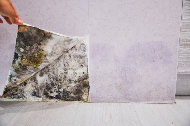 Best Attic Mold Removal  in Freer, TX